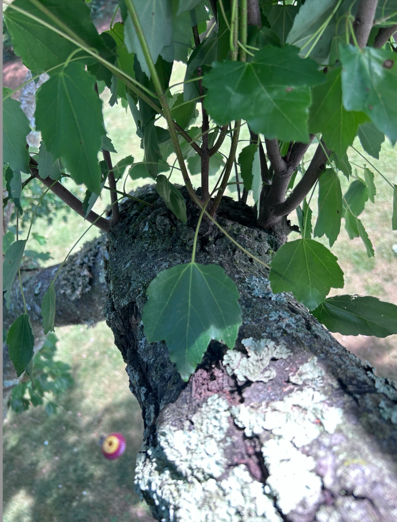 Benefits of Pruning